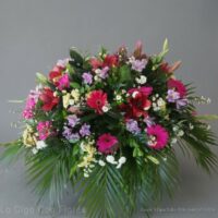 tributo funebre desamparados