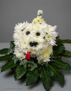 Poodle Maltés