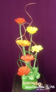 Gerberas variadas