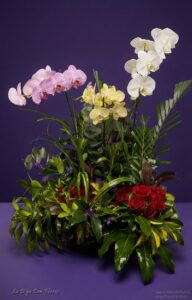 Arreglo con Orquídeas