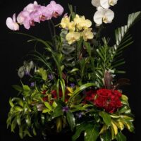 Arreglo con Orquídeas