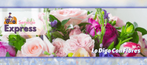 flores san jose costa rica