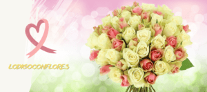 flores san jose costa rica