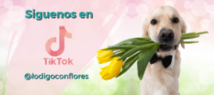 flores dia de la mujer