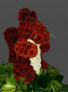 Ardilla Floral