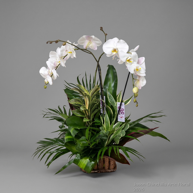 Regalo de orquideas para entrega a domicilio